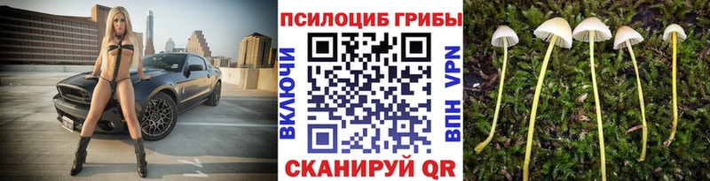 Псилоцибиновые грибы Cubensis  цены   blacksprut ССЫЛКА  сайты даркнета как зайти  Костомукша 